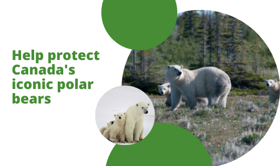 Polar Bear  NWT Species at Risk