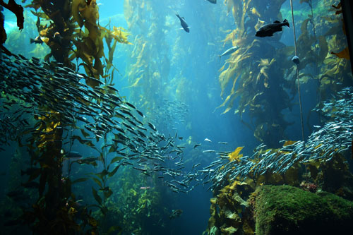 View from underwater with fishes
