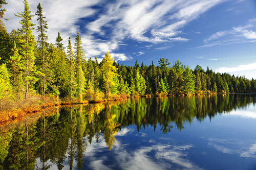 Forest next to a lake