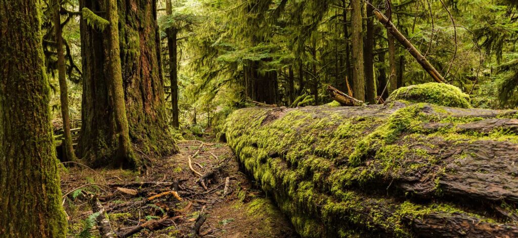 Woods in the MacMillan Provincial Park