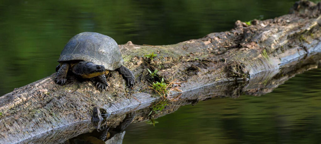 Blandings turtle on a log