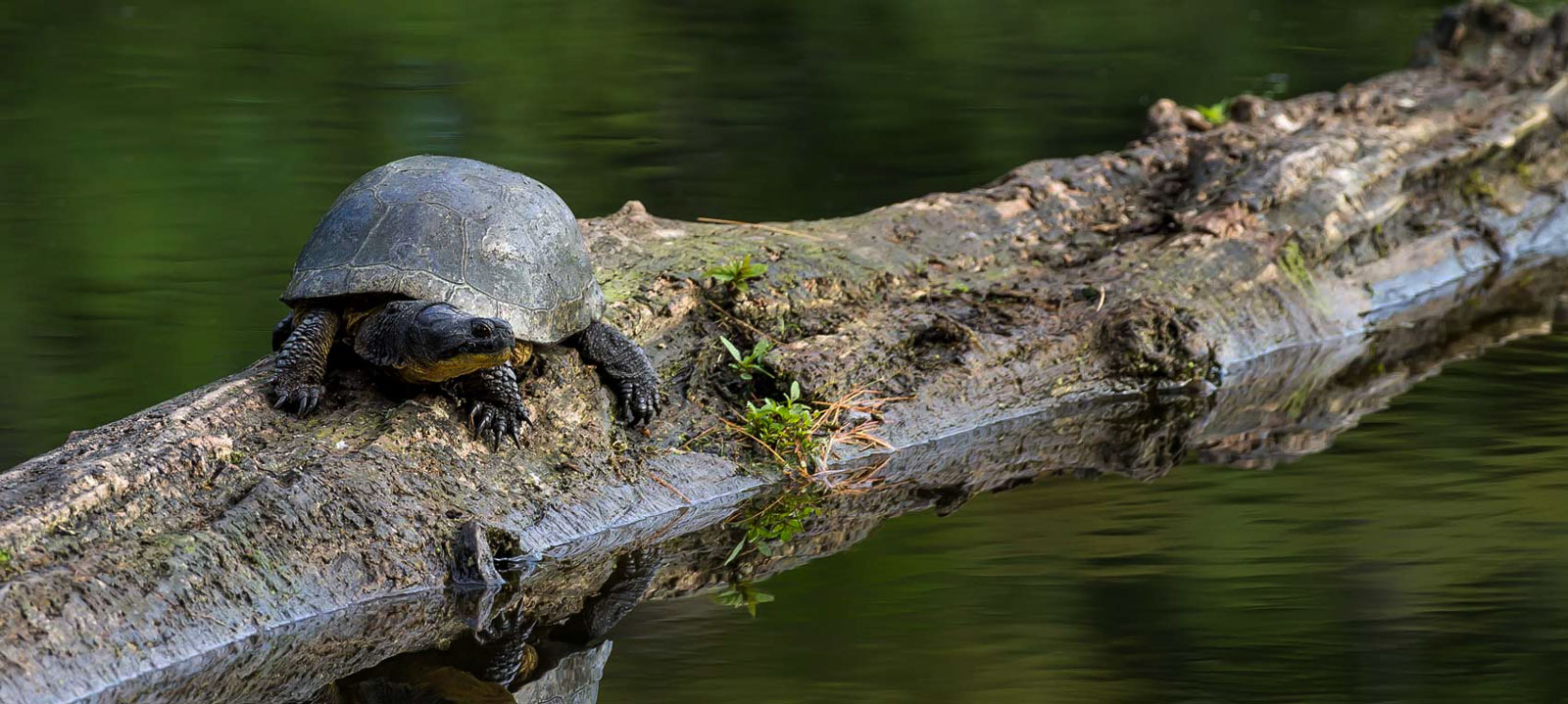 Blandings turtle on a log