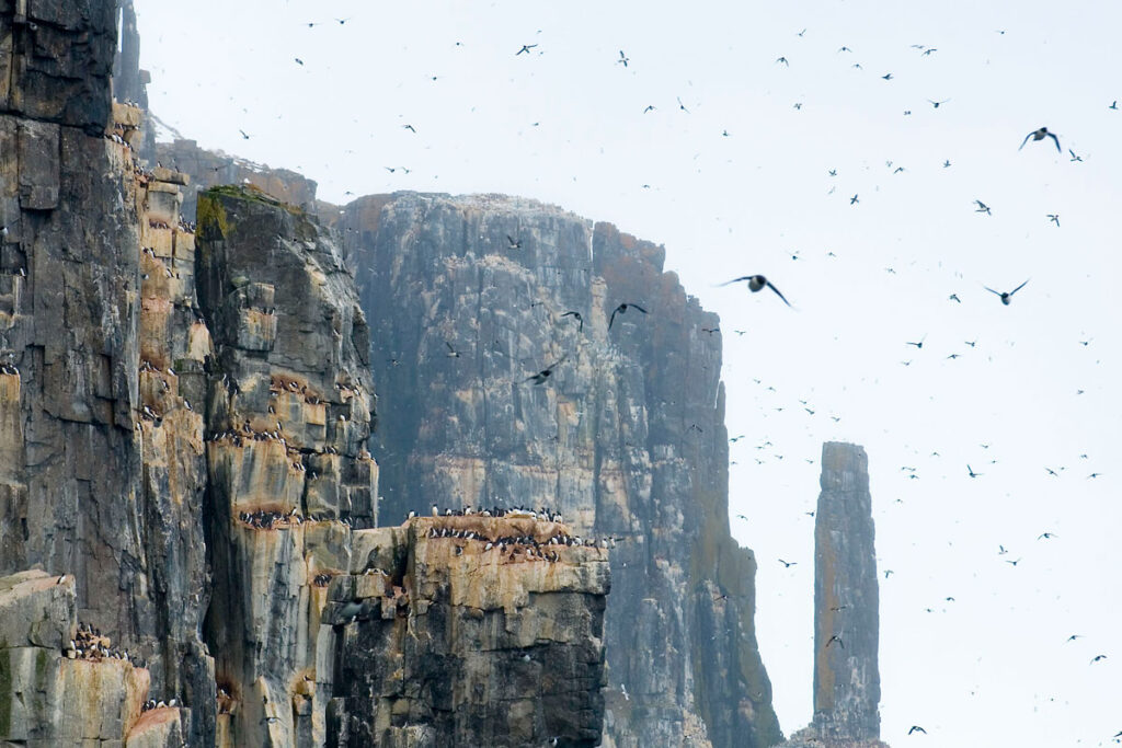 Birds flying around a clif