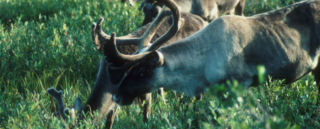 Woodland caribou