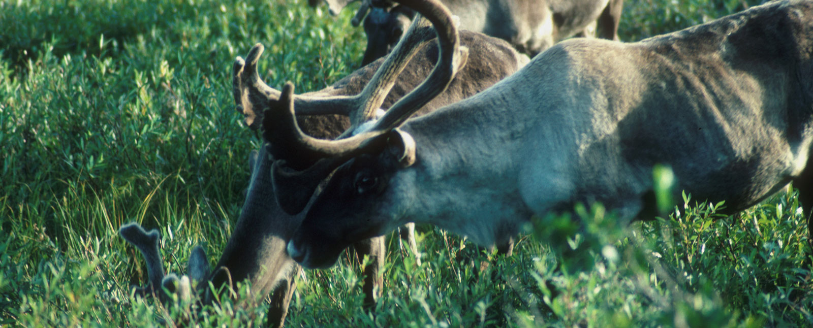 Woodland caribou