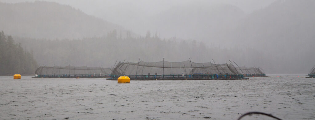 Open net cage salmon farms
