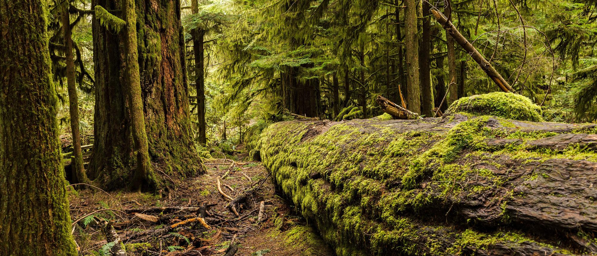 Cathedral Grove, parc provincial MacMillan, île de Vancouver. 