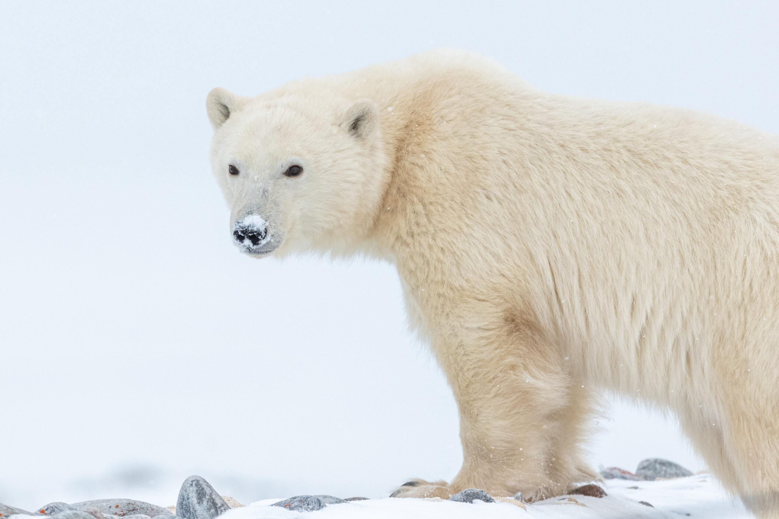 Ours polaire en hiver