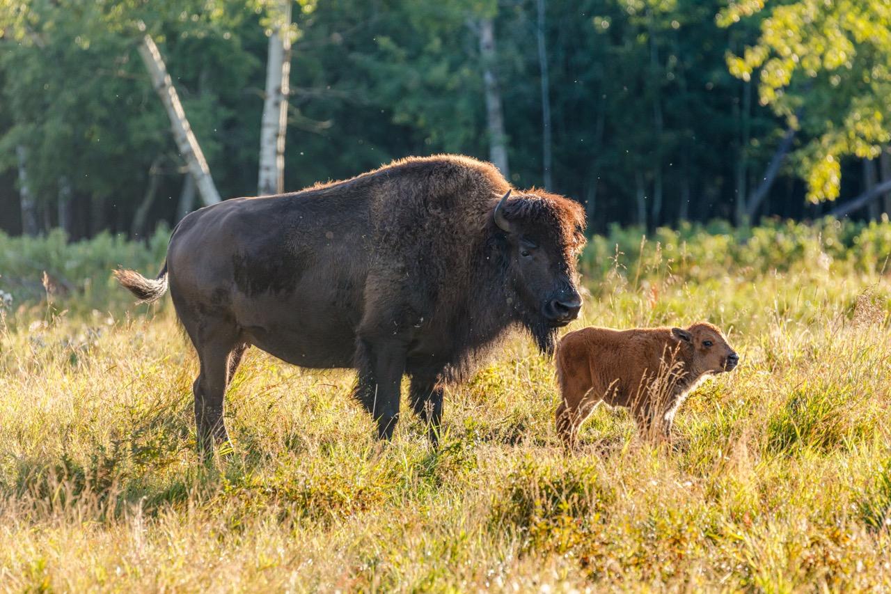 Un bison des plaines et son petit