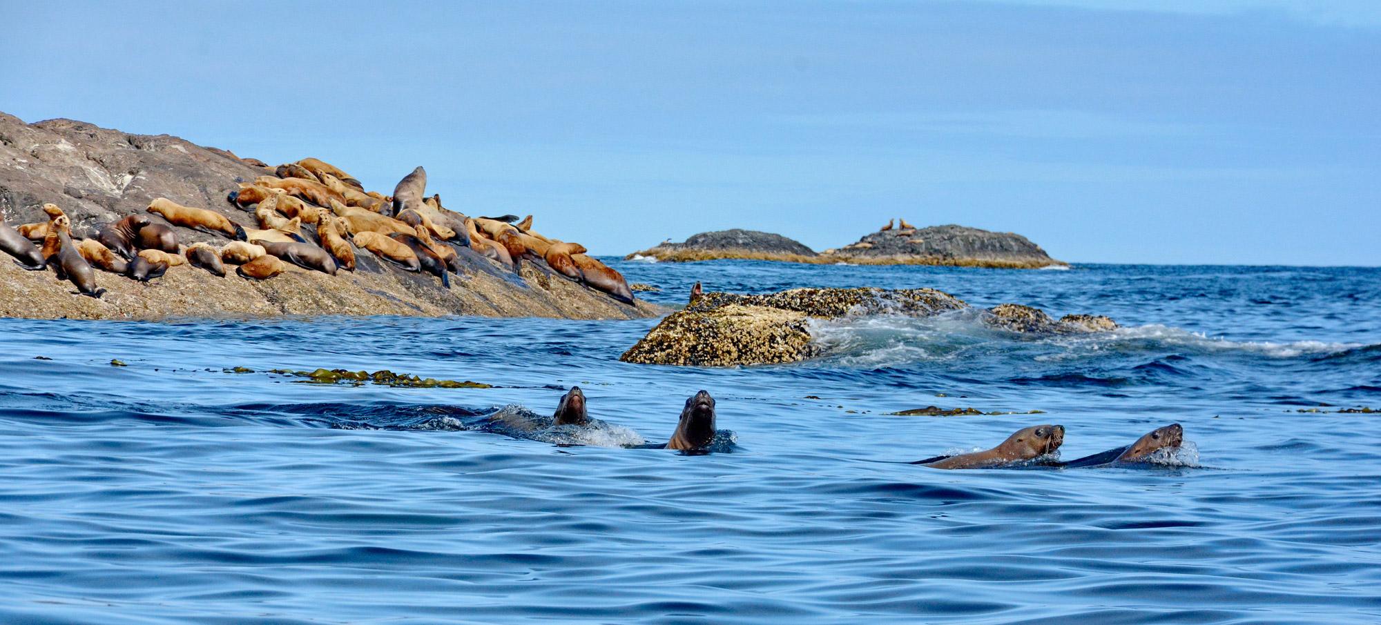 Les lions de mer de Steller dans la Réserve de parc national Gwaii Haanas