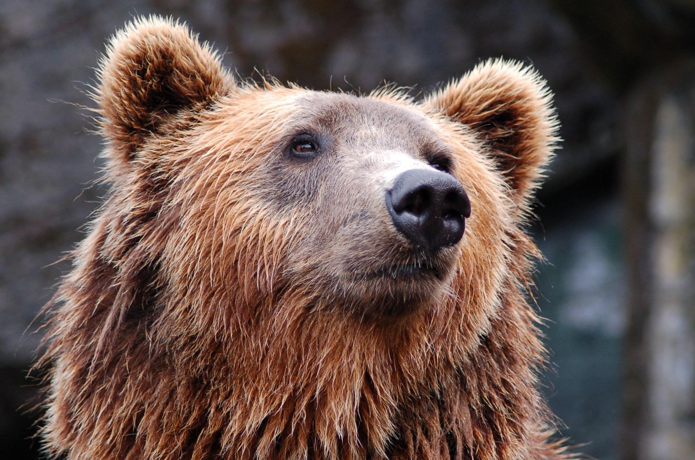 Tête d'un ours grizzli