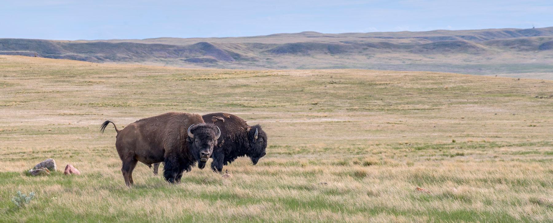 Deux bisons dans le parc national des Prairies