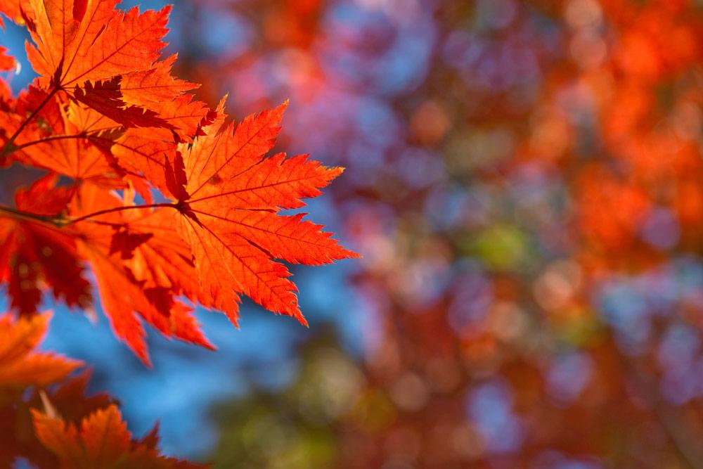 Vue rapprochée sur des feuilles en automne.