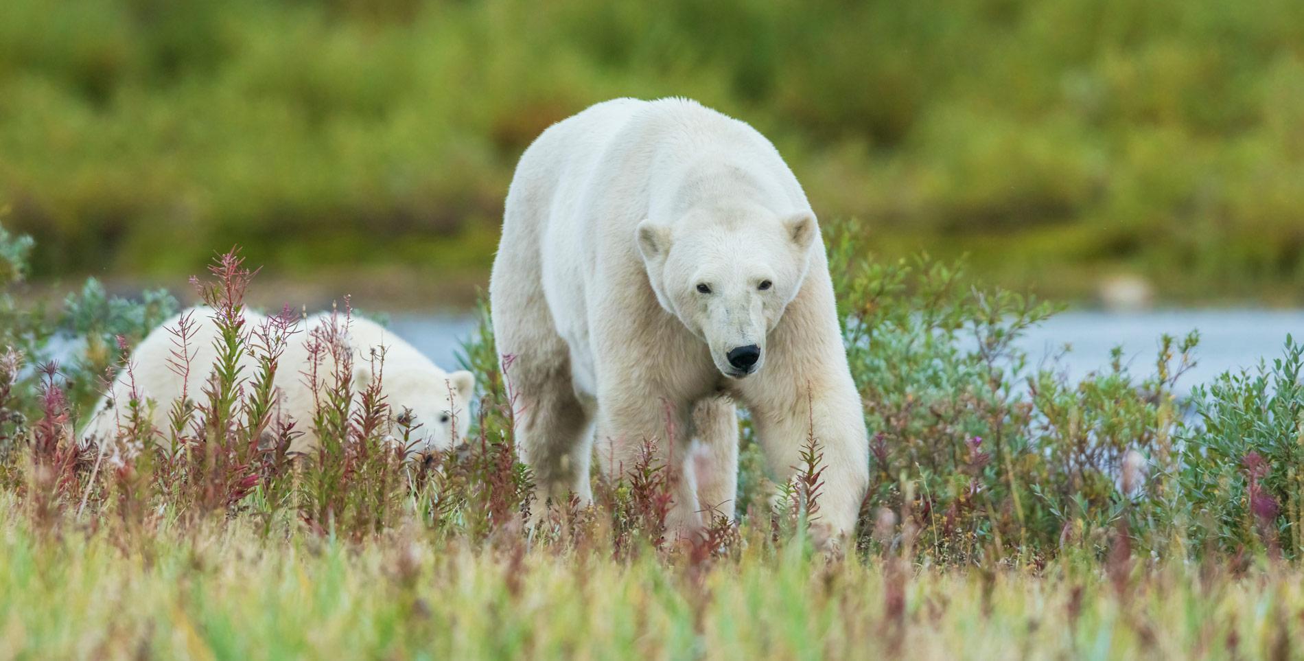 Ours polaires marhant dans la baie d’Hudson, dans le nord du Manitoba