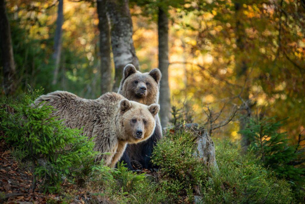 Deux ours grizzli sur le sommet d'une petite côte
