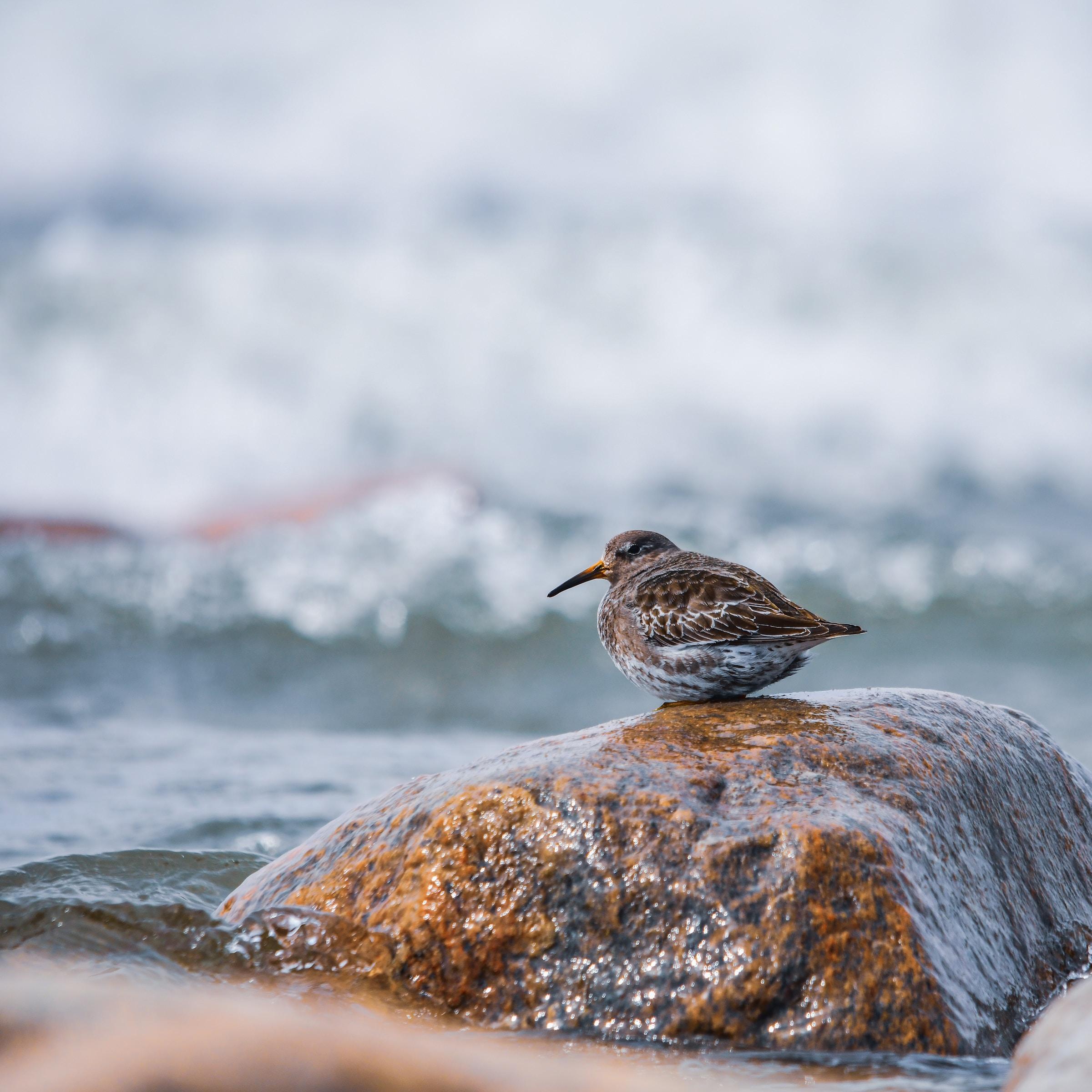 Petit oiseau assis sur une roche, à côté de l'eau