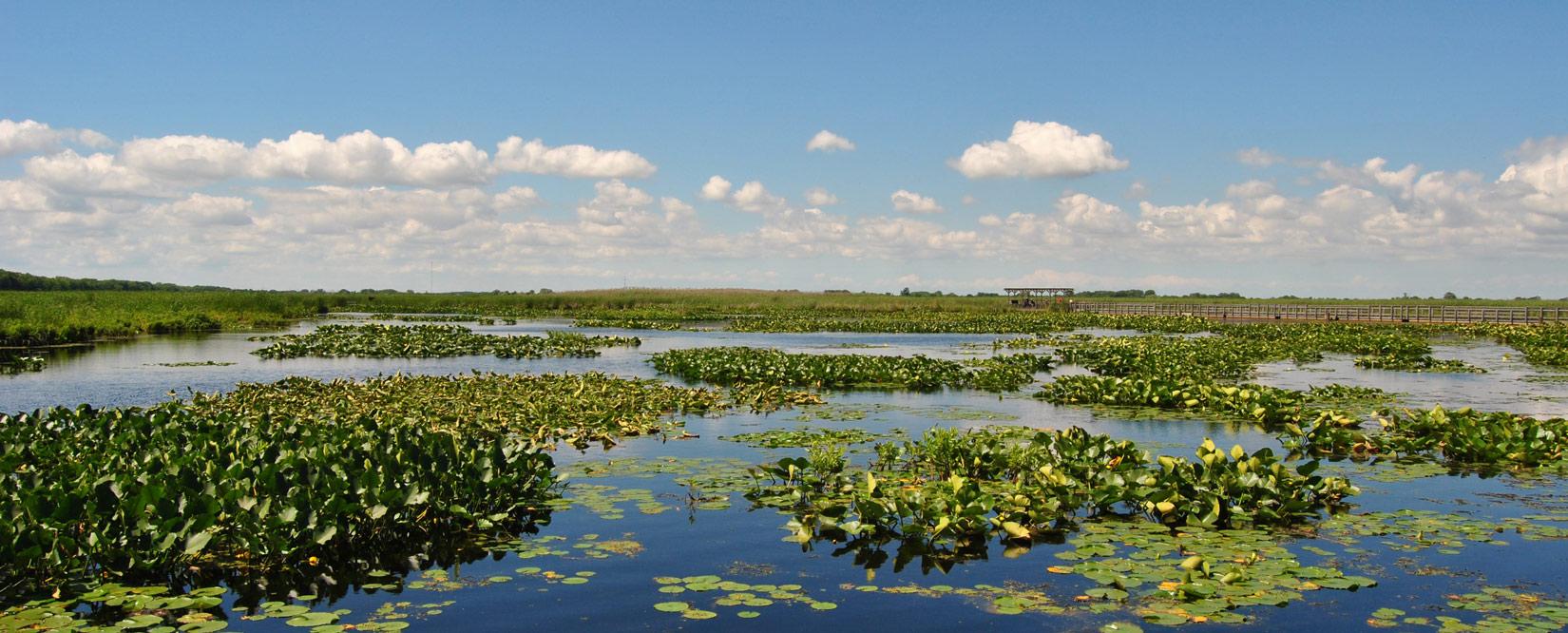 Zones humides du parc national de la Pointe-Pelée 