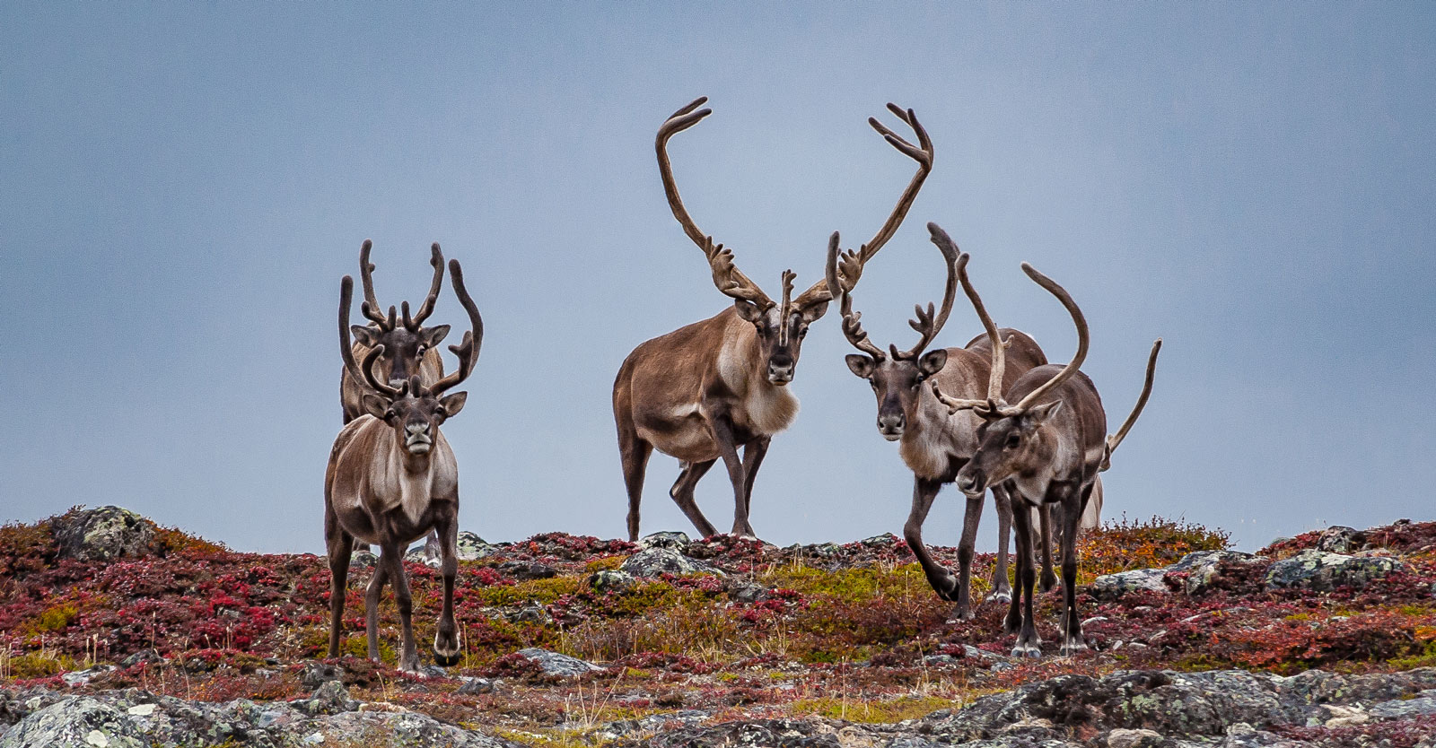 UNE HARDE DE CARIBOUS TRAVERSE UNE CRÊTE
