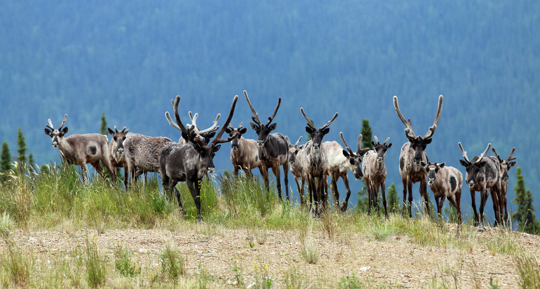 Groupe de caribous dans l'herbe sur une colline en Alaska