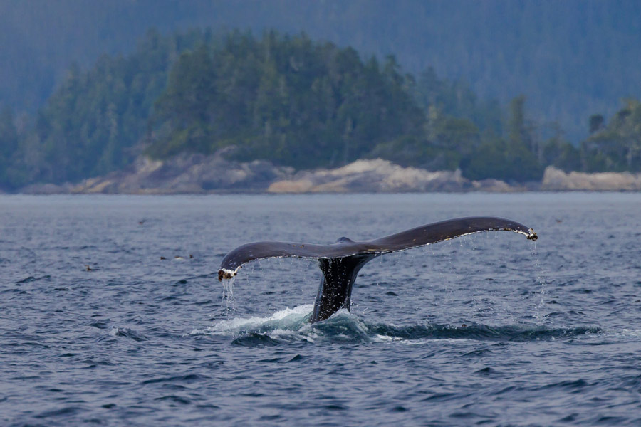 Queue d'une baleine sortant de l'eau