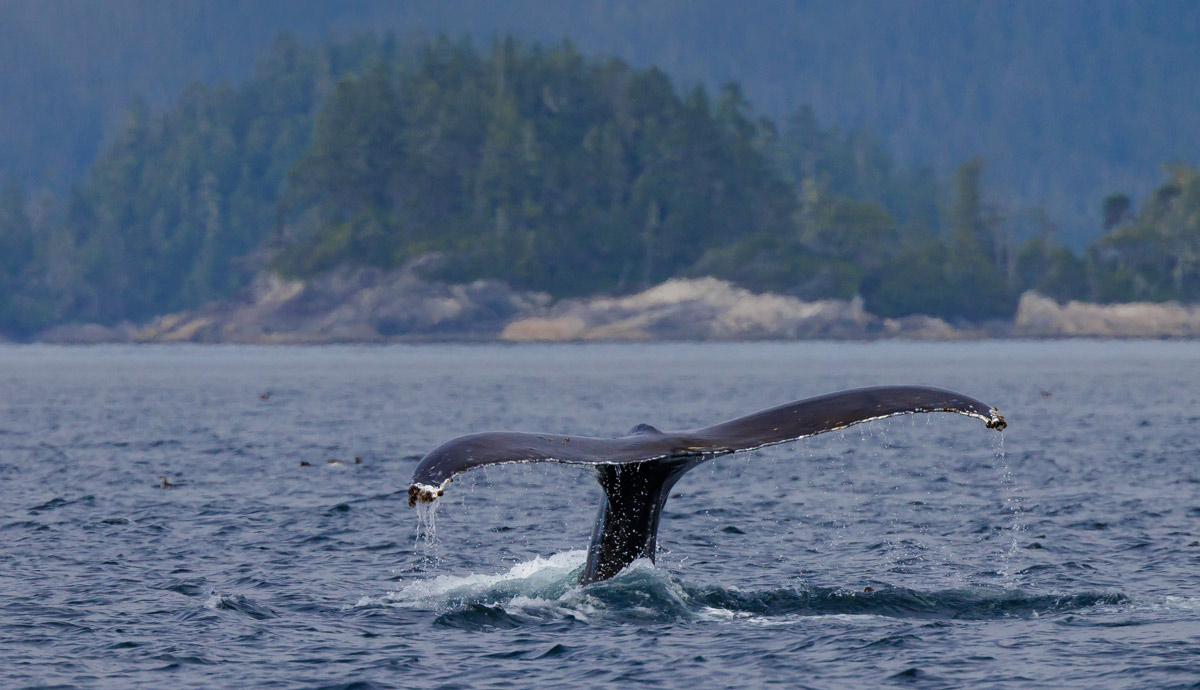 Queue d’une baleine à bosse sortant de l’eau.