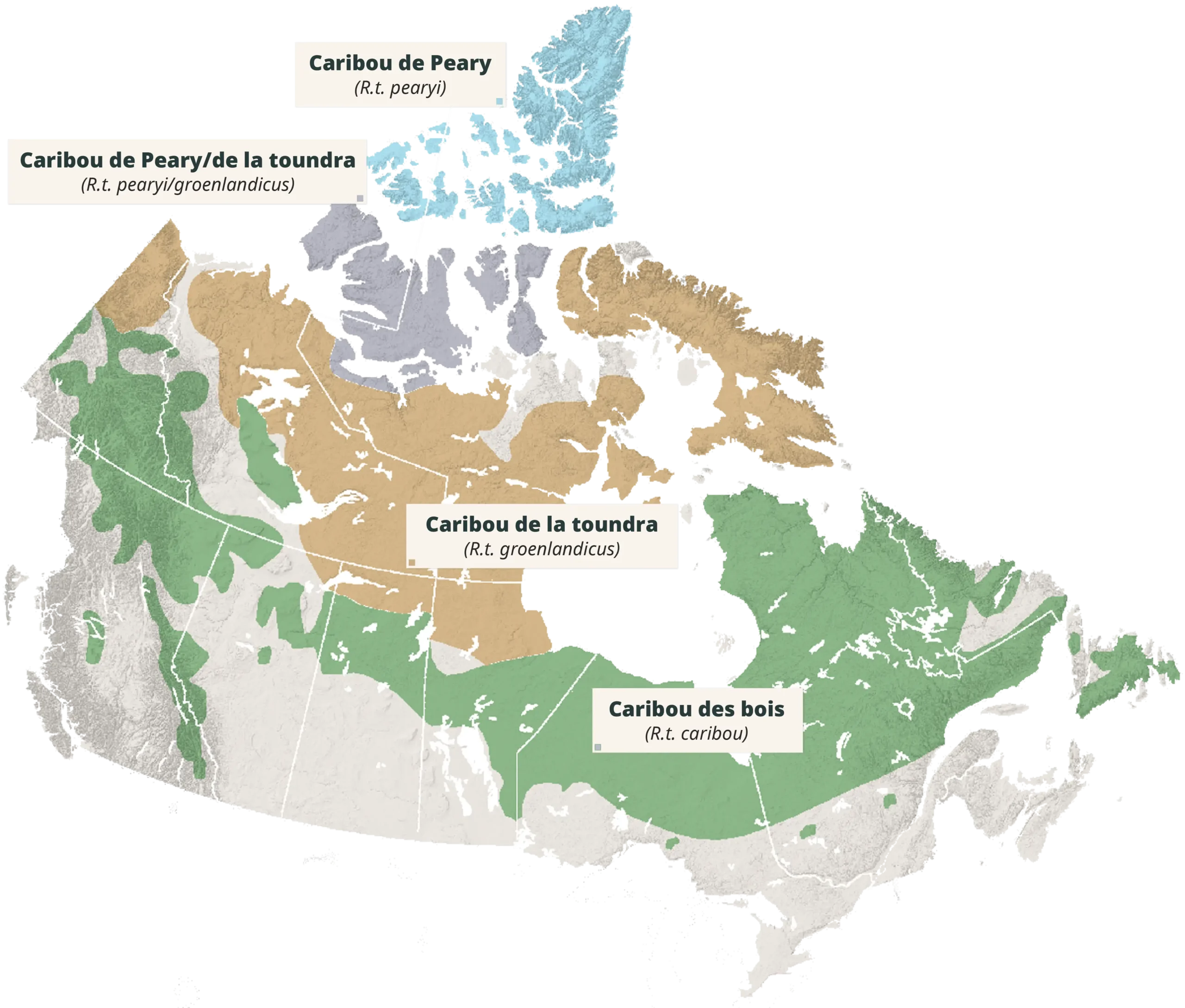 Map of the zones in Canada where Caribou can be found