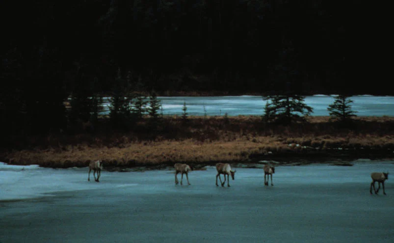 Caribou crossing ice, Mayfield Lake, B.C.