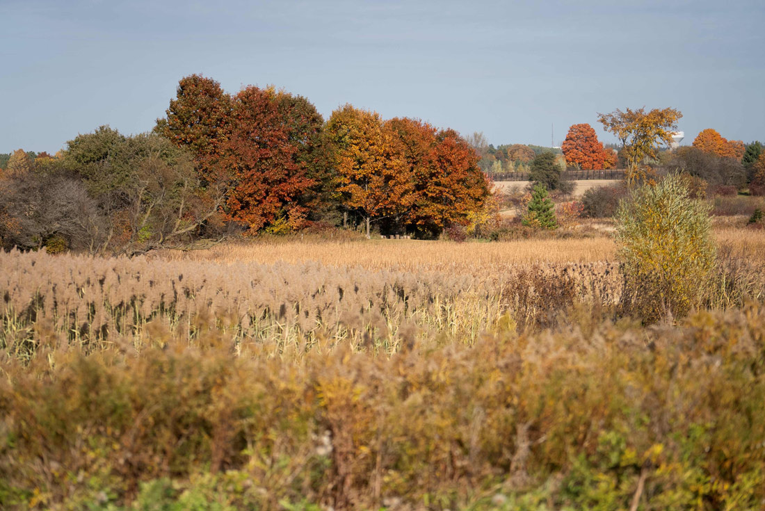 Champ rempli d'herbe, avec des arbres en arrière plan