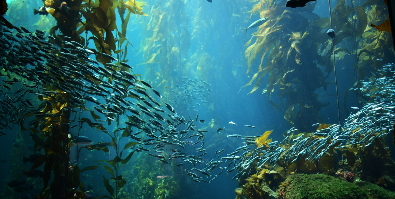 Poissons vus sous l’eau, entourés d’algues.