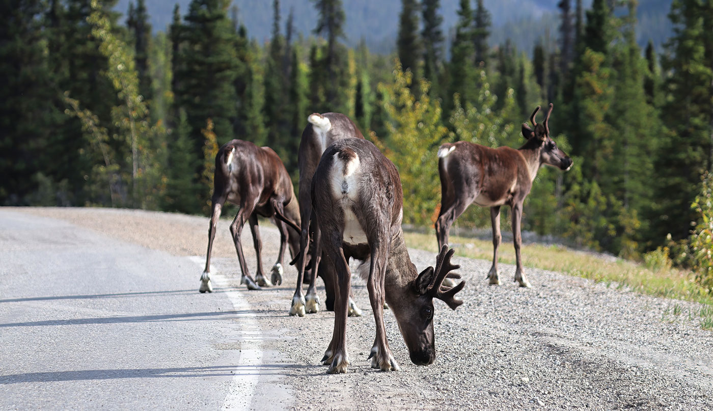 Un groupe de caribous des bois marchant le long d’une route.