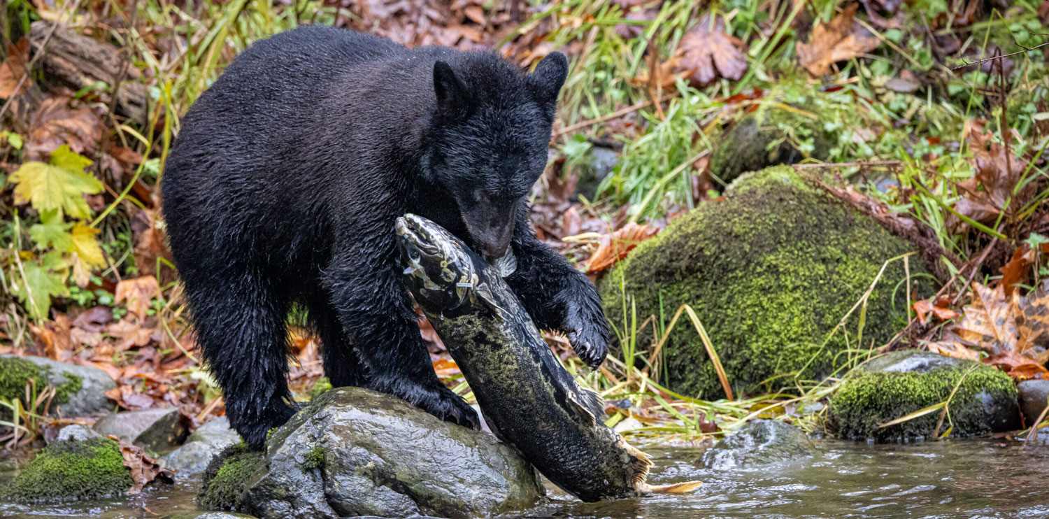 Un ours noir attrape un saumon dans une rivière.