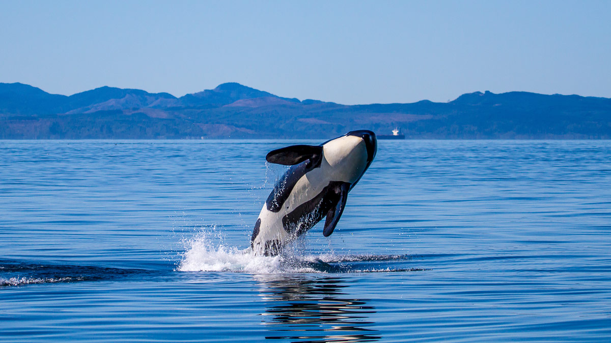 Femelle orque SRKW effectuant un saut dans le Nord-Ouest du Pacifique.