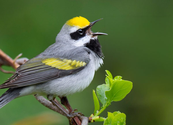 Petit oiseau à tête jaune sur une branche