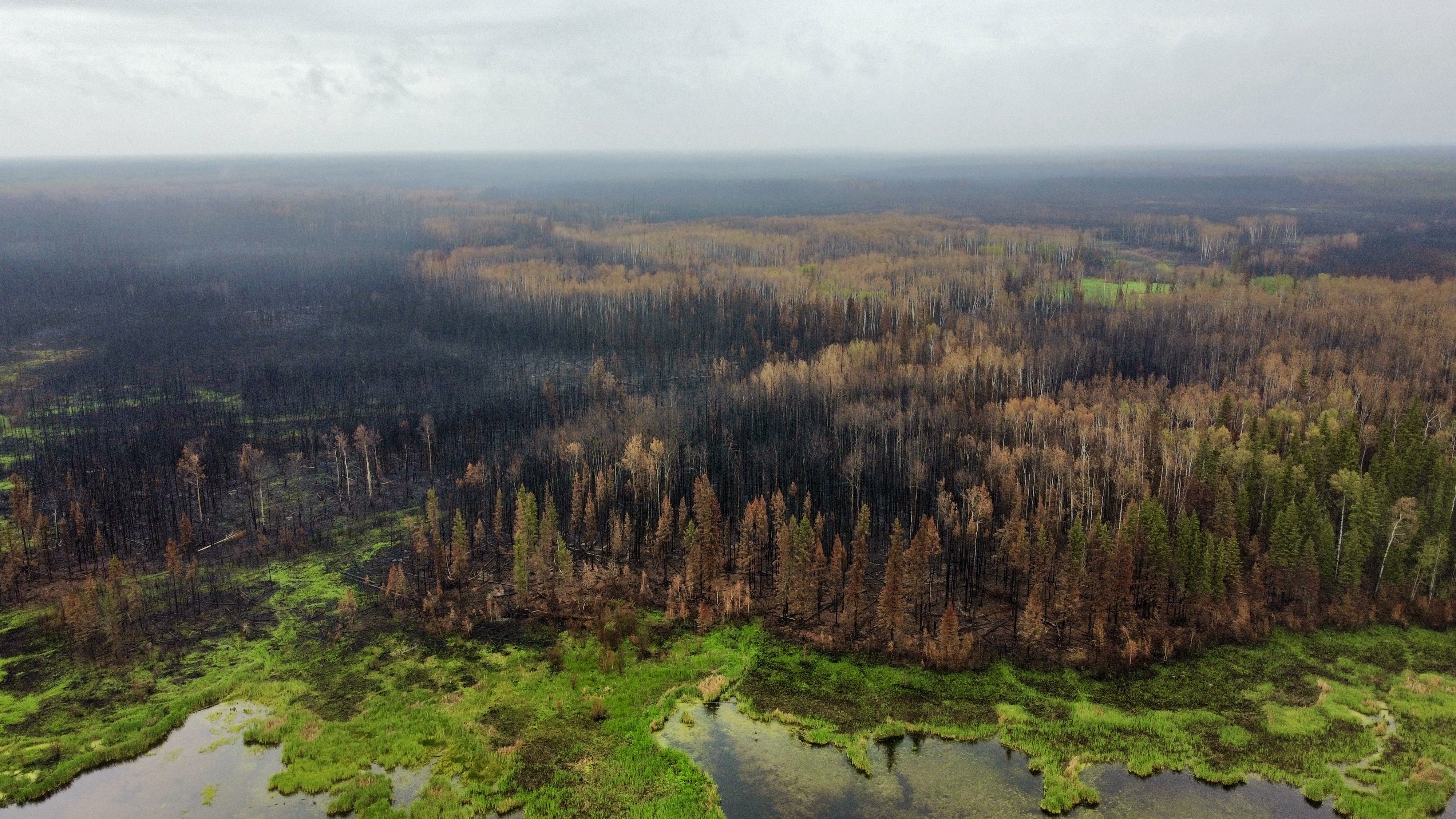 Vue aérienne d'une forêt partiellement brûlée par un incendi. 