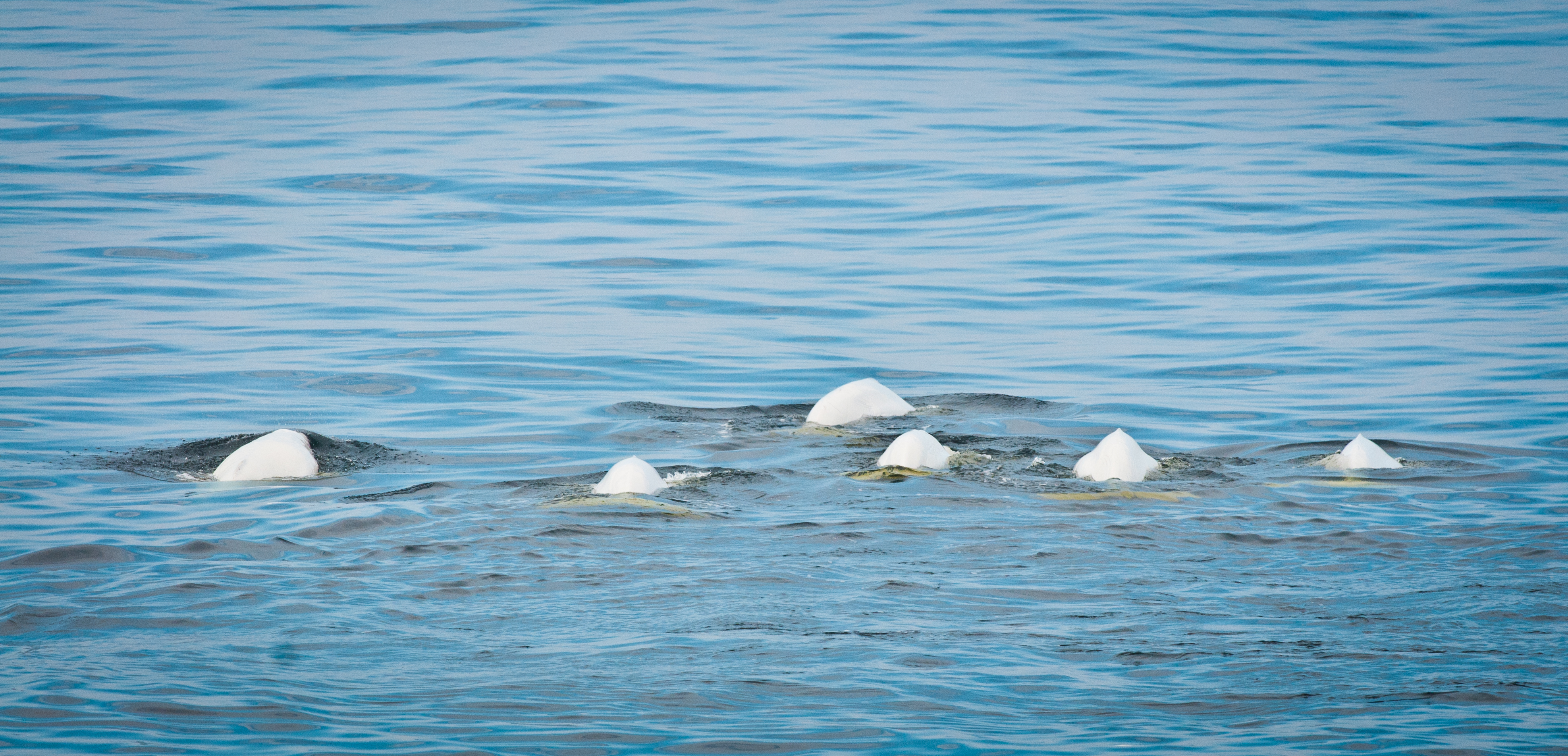 Groupe de bélugas légèrement visibles à la surface de l’eau.